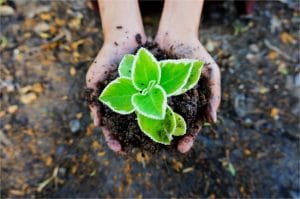 alimentos ecológicos